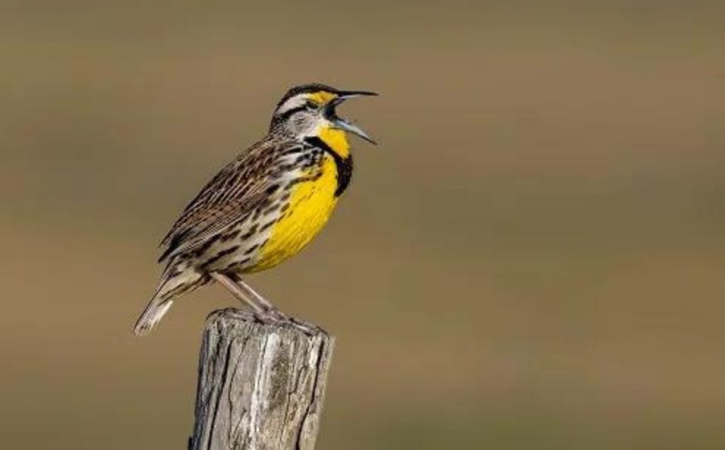 Eastern Meadowlark