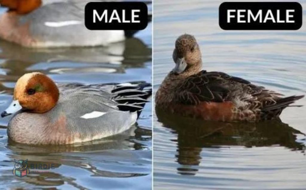 Eurasian Wigeon