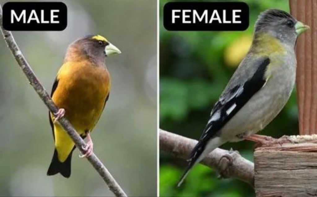 Evening Grosbeak