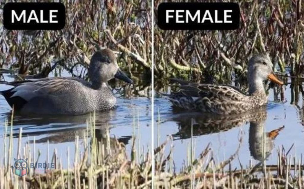 Gadwall