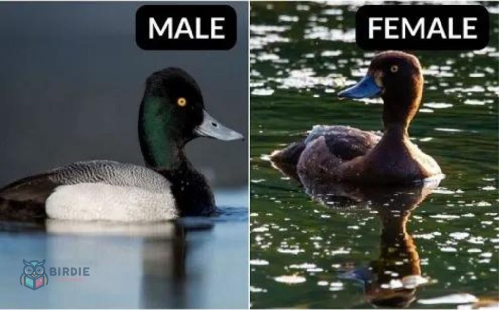 Greater Scaup