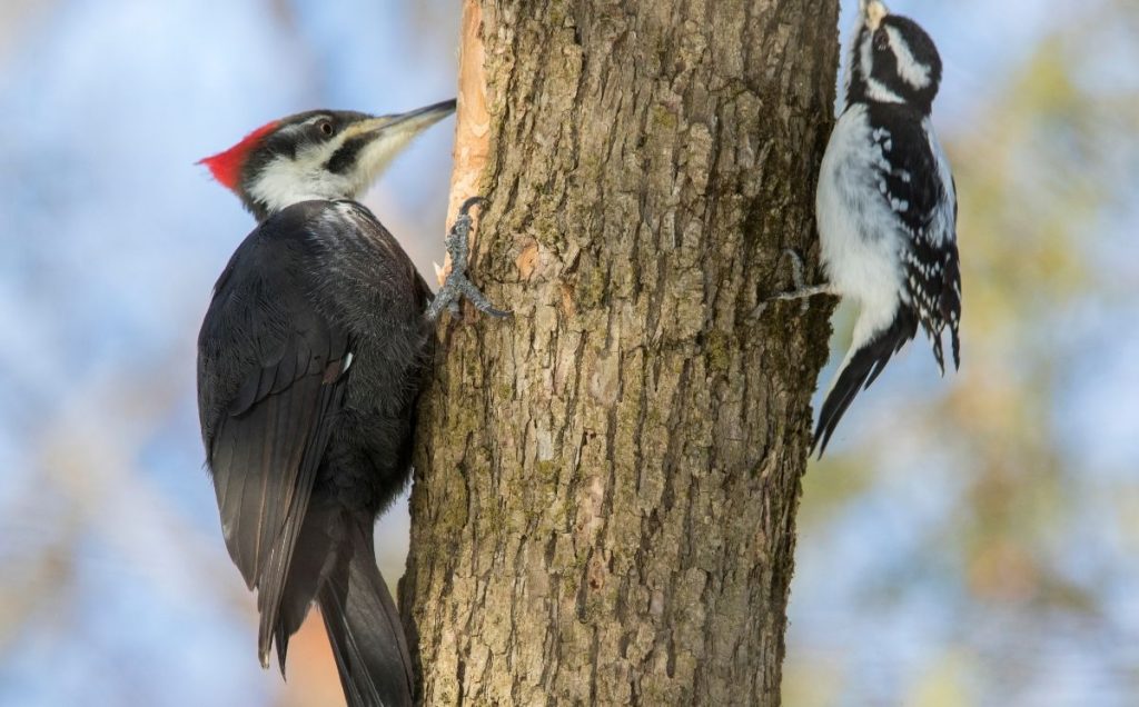 Hairy Woodpecker