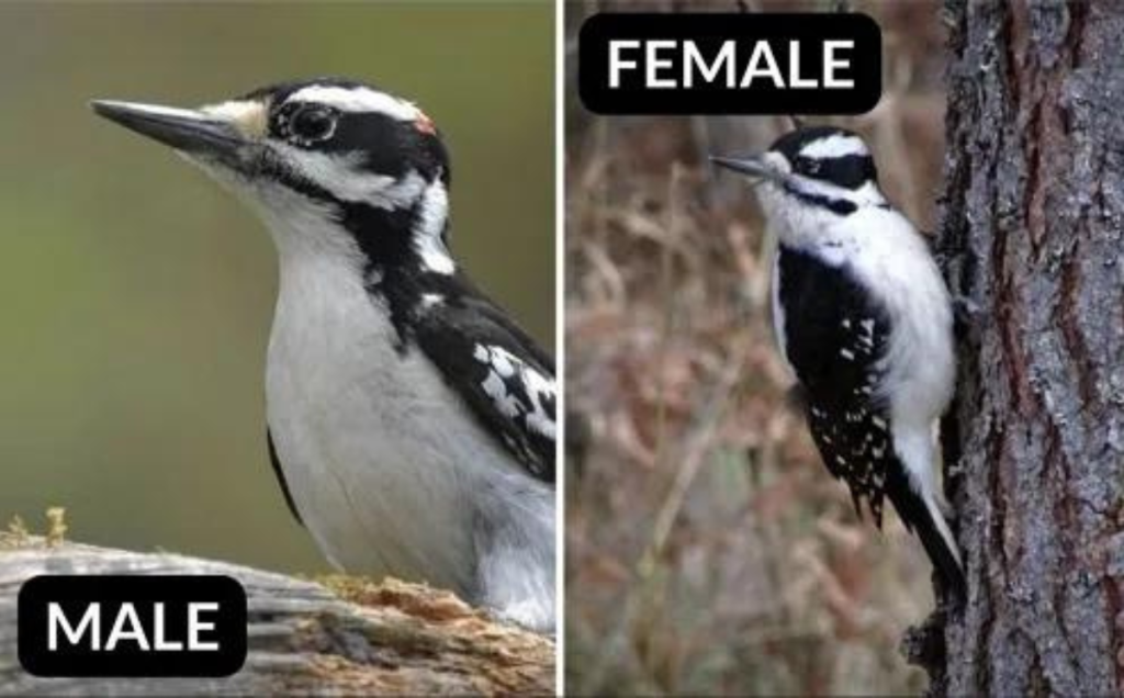 Hairy Woodpecker