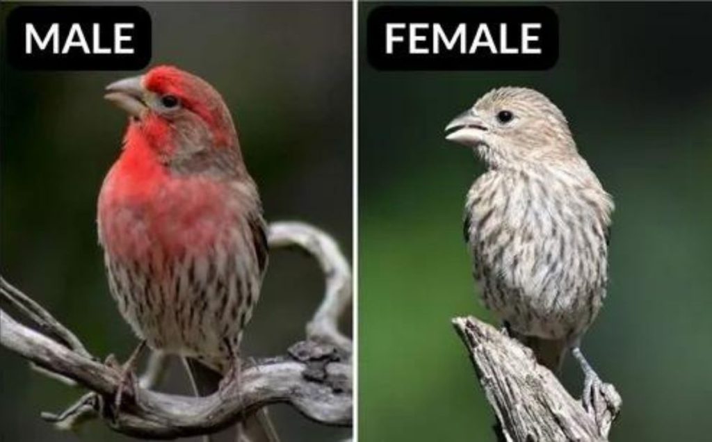 House Finch