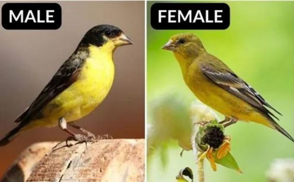 Lesser Goldfinch