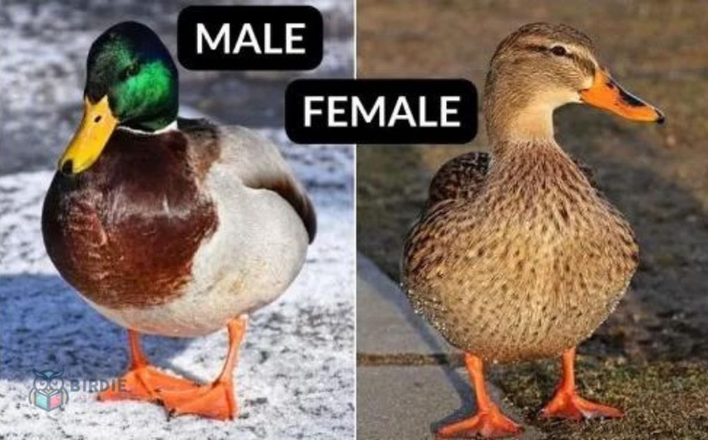 Mallard