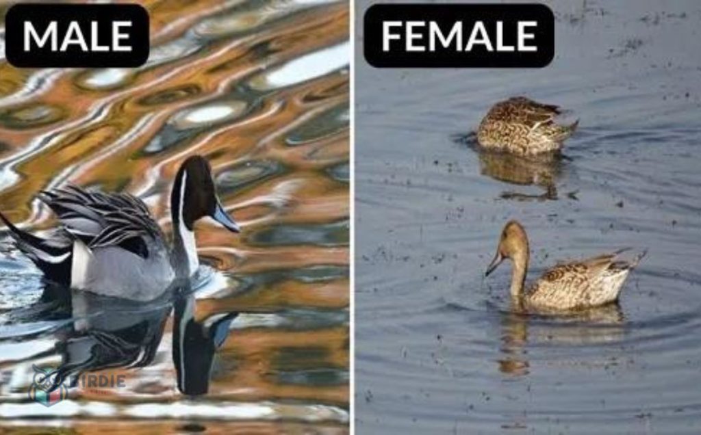 Northern Pintail