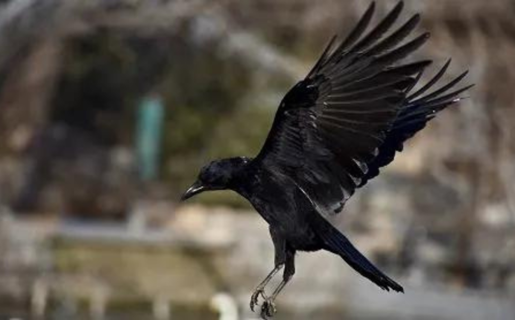 The Overall Intelligence of Crows