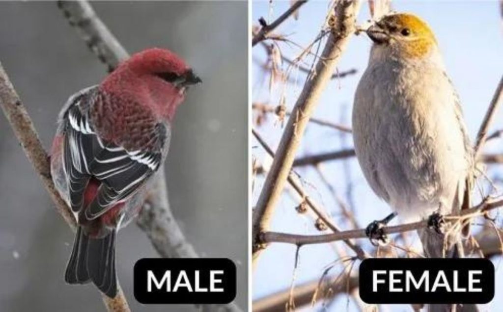 Pine Grosbeak