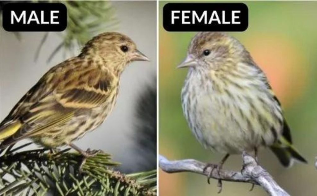 Pine Siskin