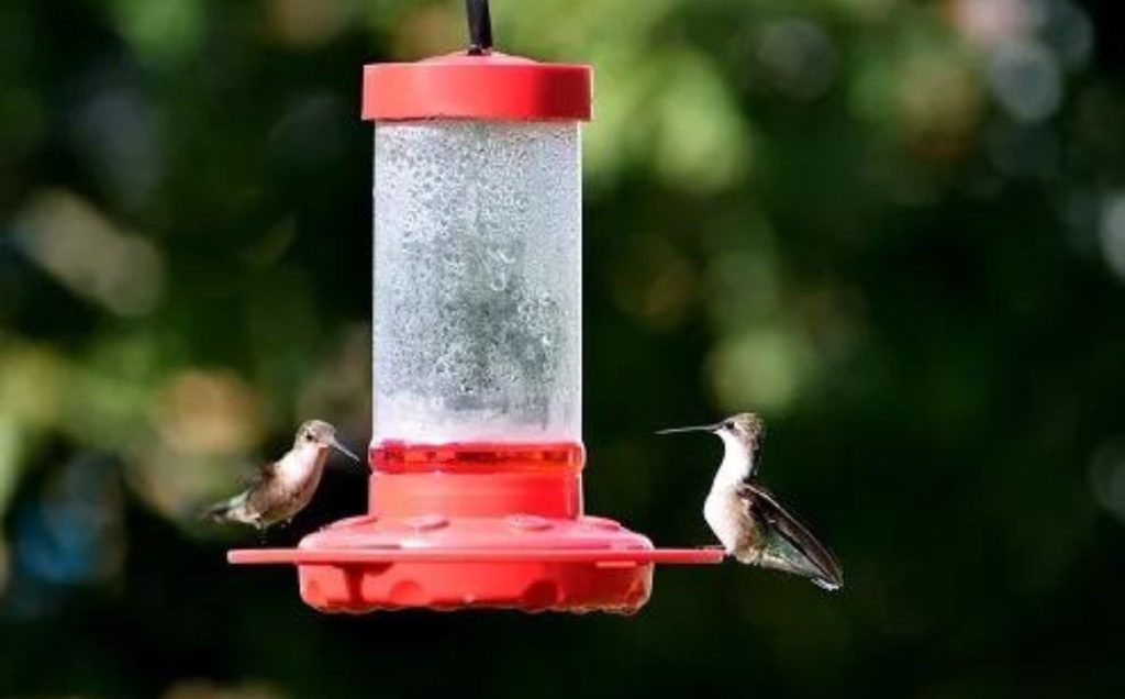 Providing Hummingbird Feeders