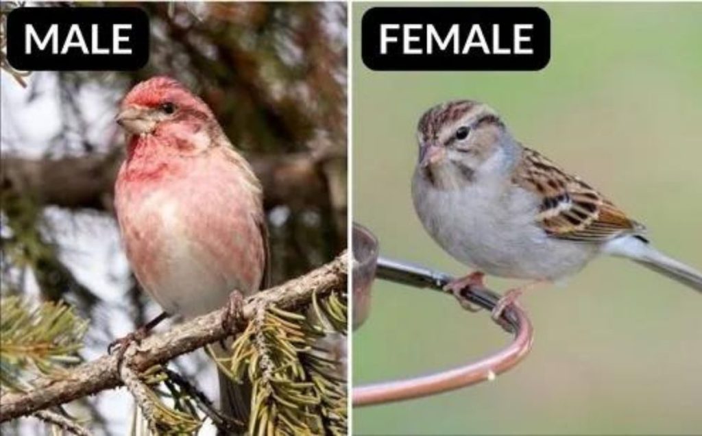 Purple Finch