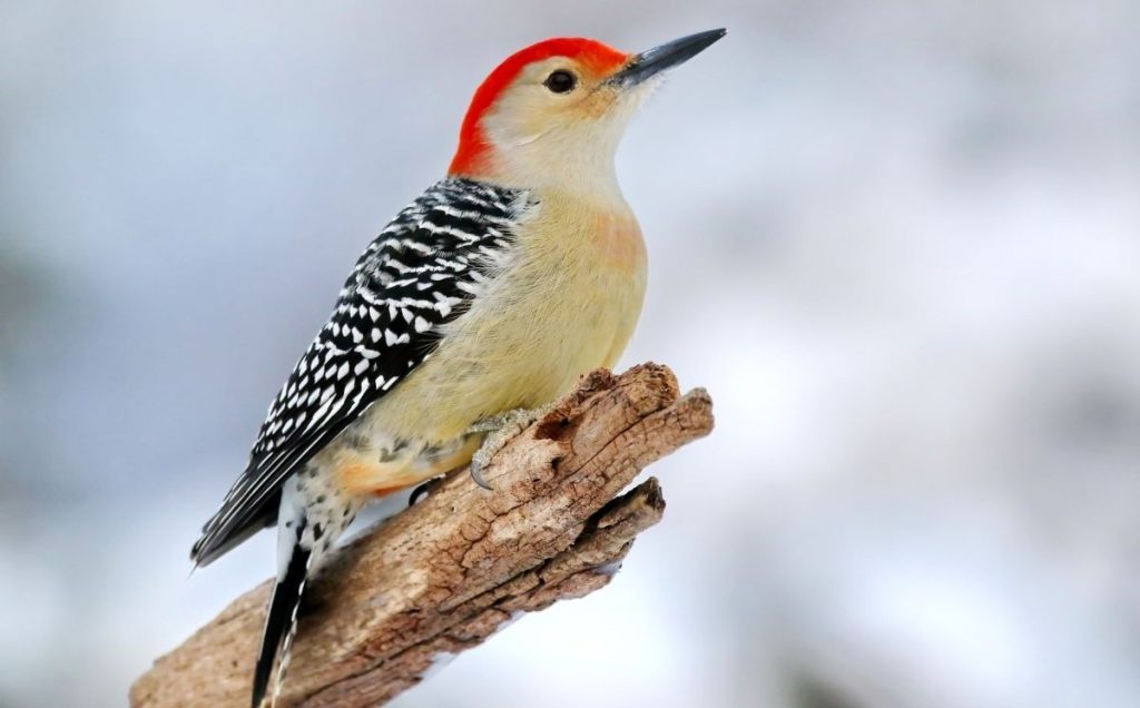 Red-Bellied Woodpecker