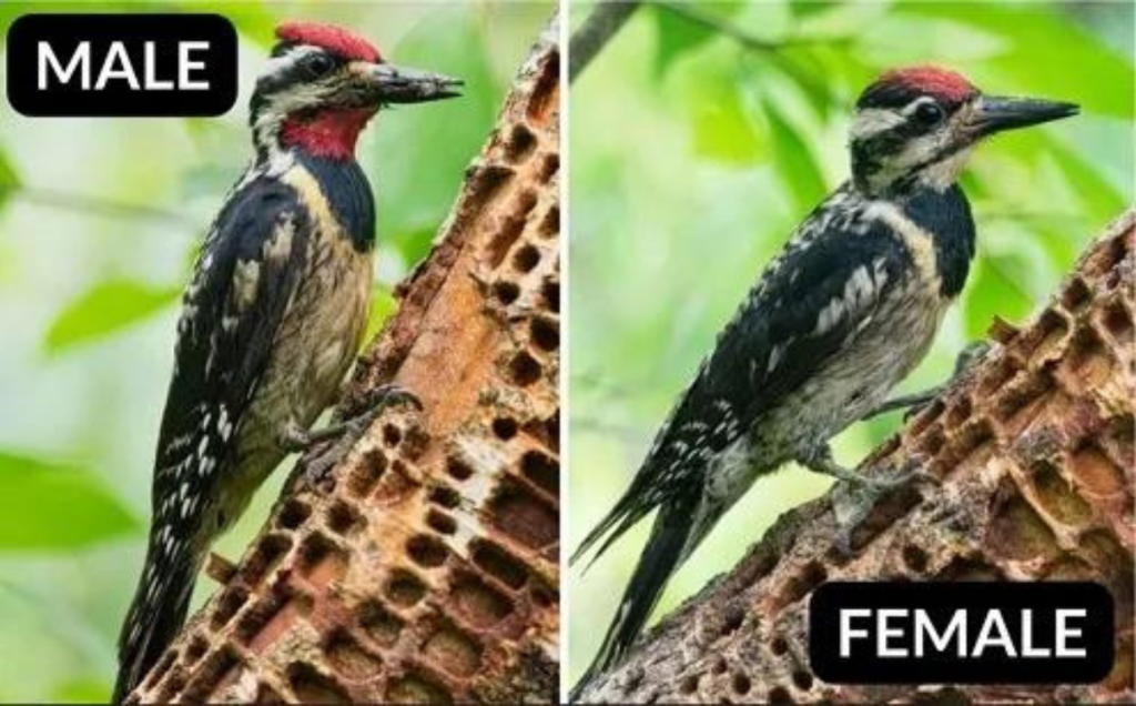 Red-Cockaded Woodpecker