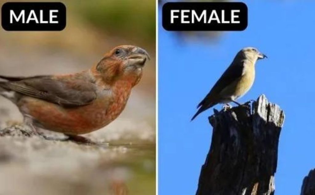 Red Crossbill