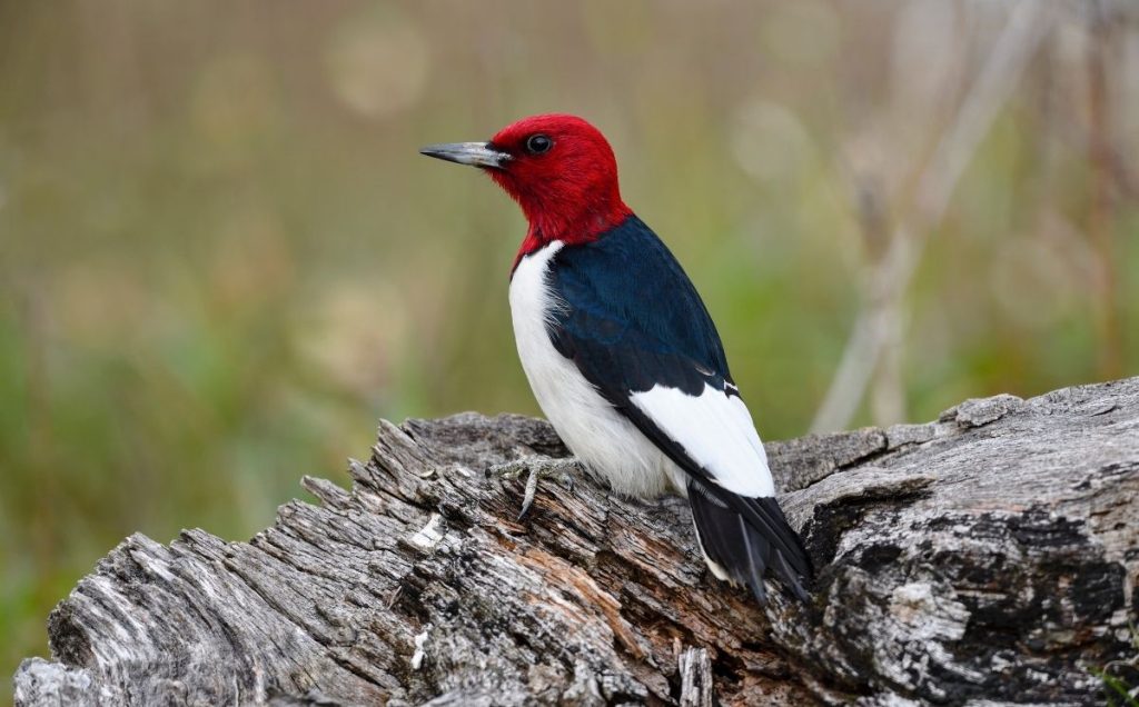Red-Headed Woodpecker