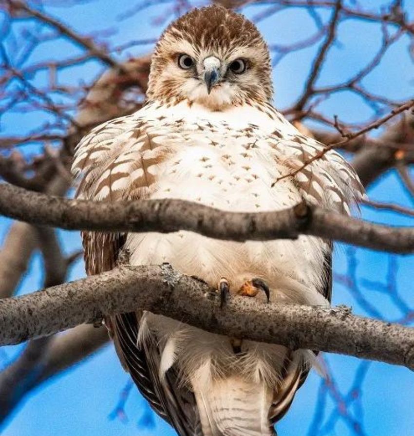 Red Tailed Hawk Symbolism in Different Cultures