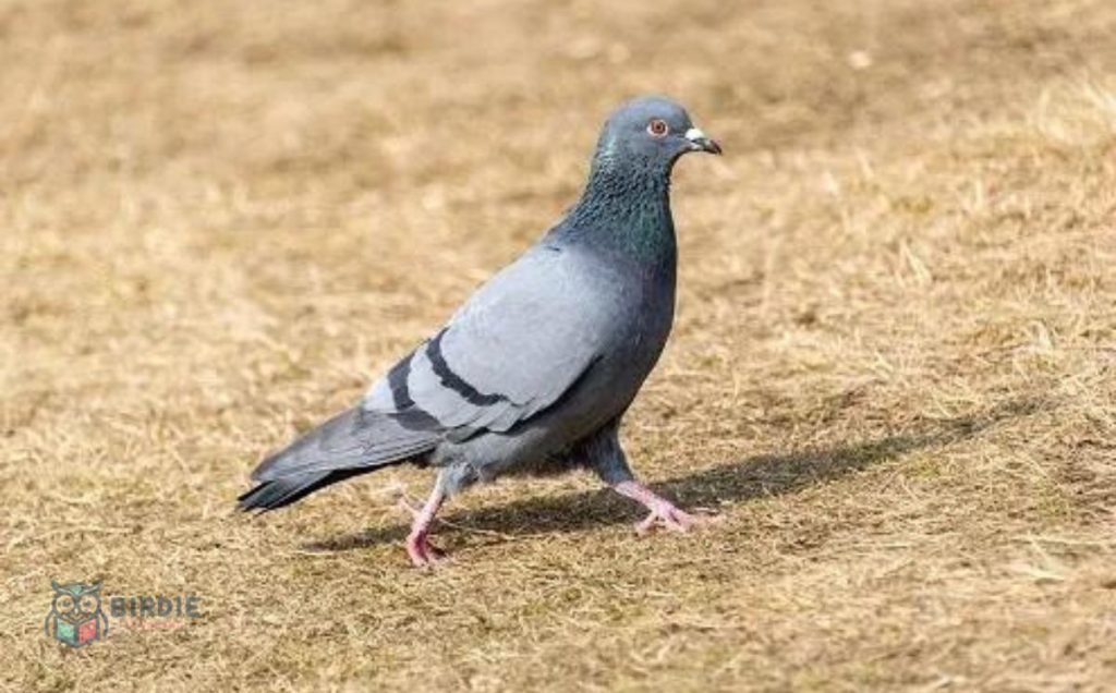 Rock-Pigeons: The Urban Impostors