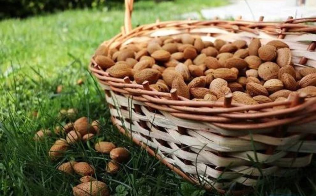 Safe Ways to Give Almonds to Parrots
