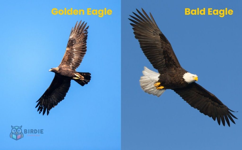 Size and Wingspan