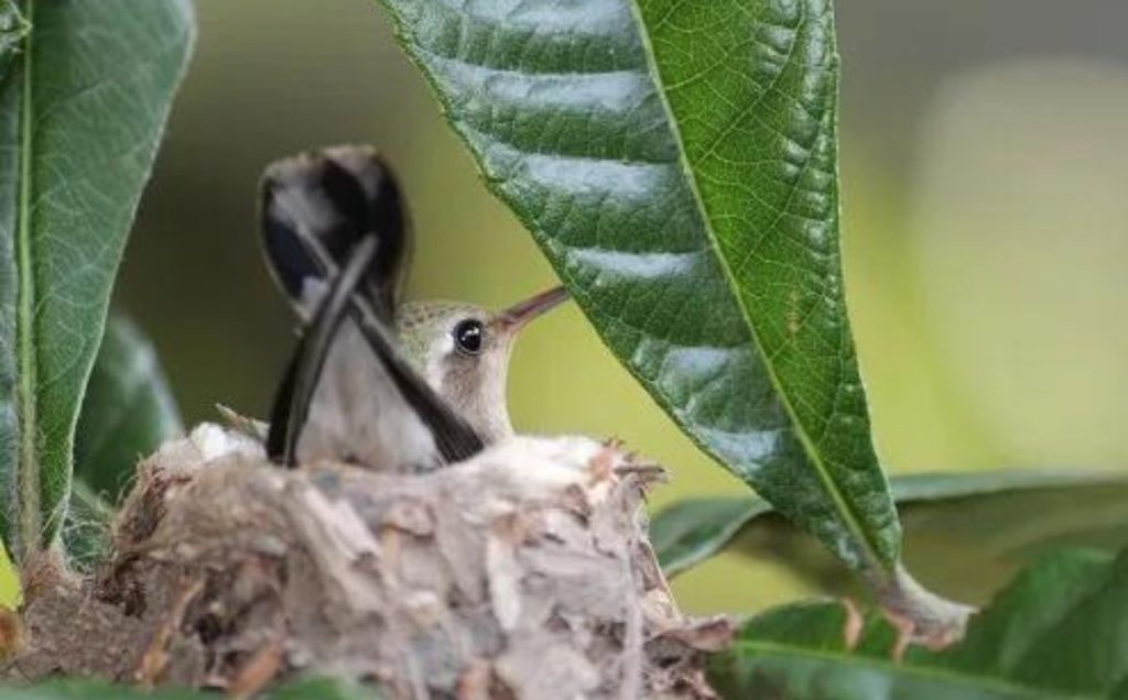 Summer Nesting and Breeding
