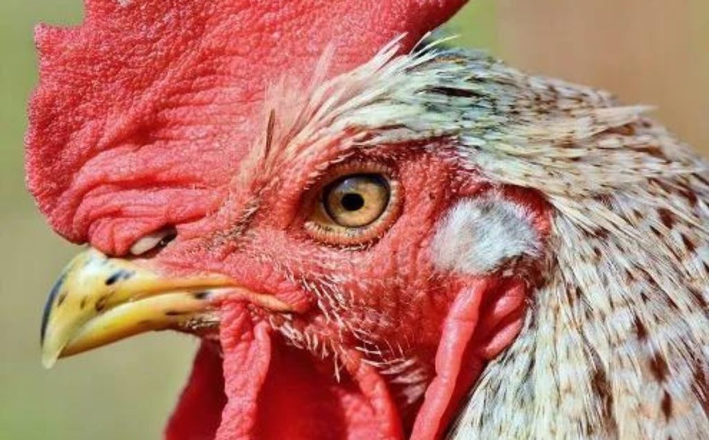 The Complexity of Chicken Brains