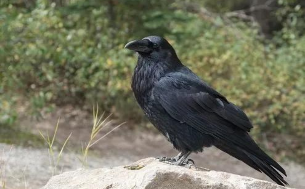 Can Crows Talk Like Parrots? Uncovering The Language of Crows