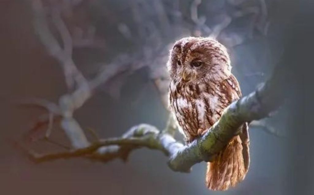 The Significance of Bird Colors in Dreams