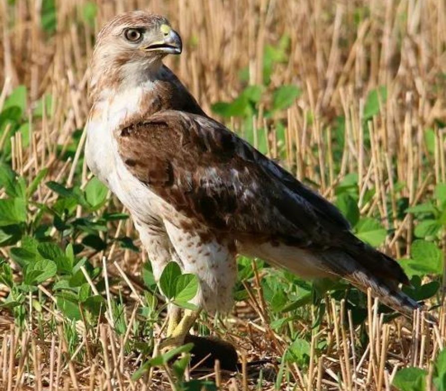 The Symbolism And Meanings Of The Red Tailed Hawk