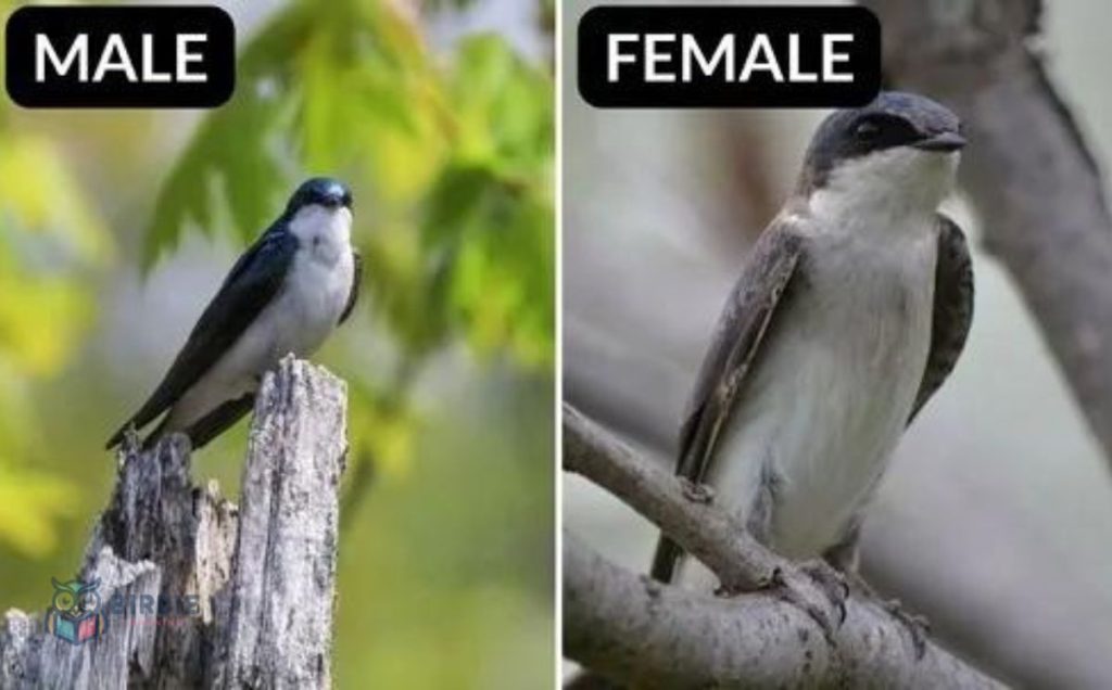 Tree Swallow