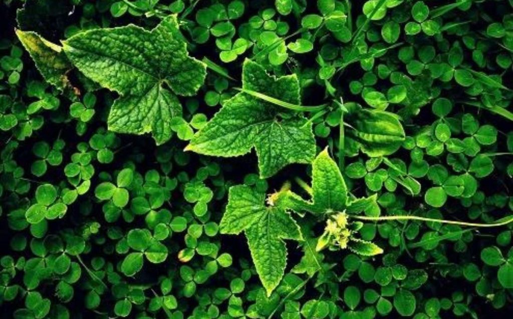 Cucumber Leaves