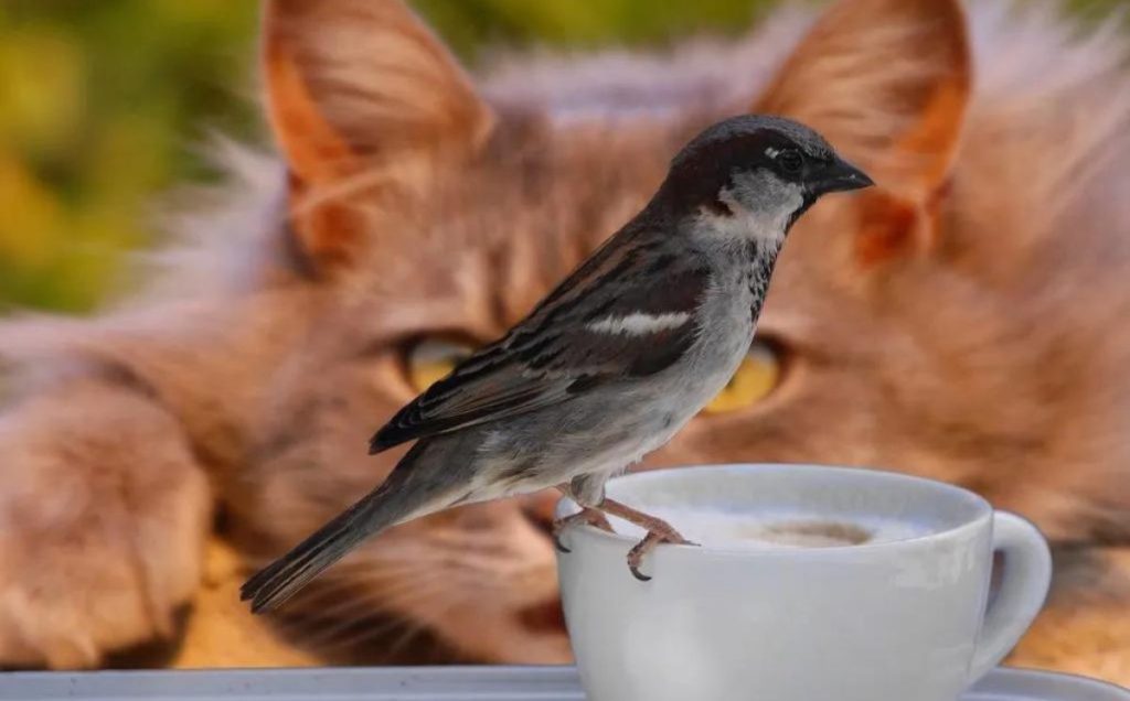 What Eats Birds?Here are 10 Bird Predators