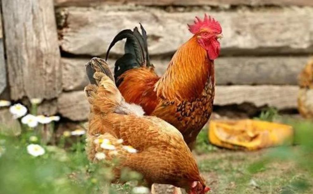 Where is the Chicken Brain Located