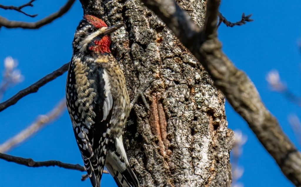 Yellow-Bellied Sapsucker