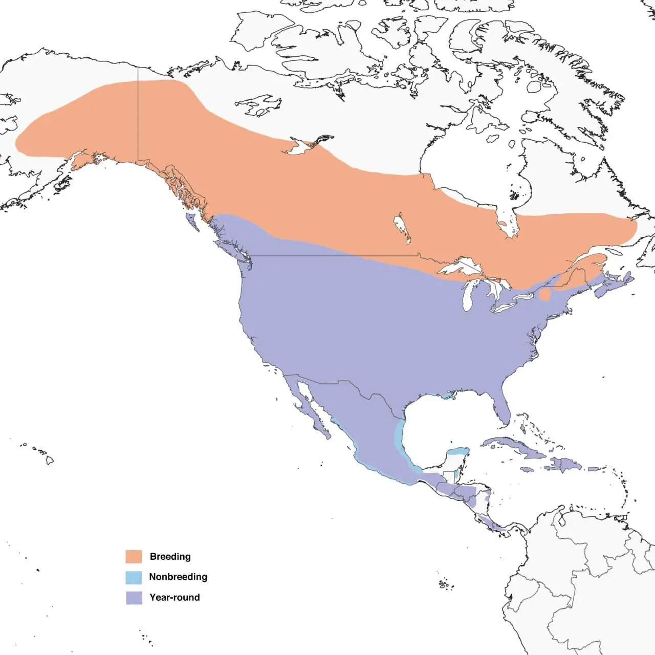 Red-tailed Hawk Range Map: