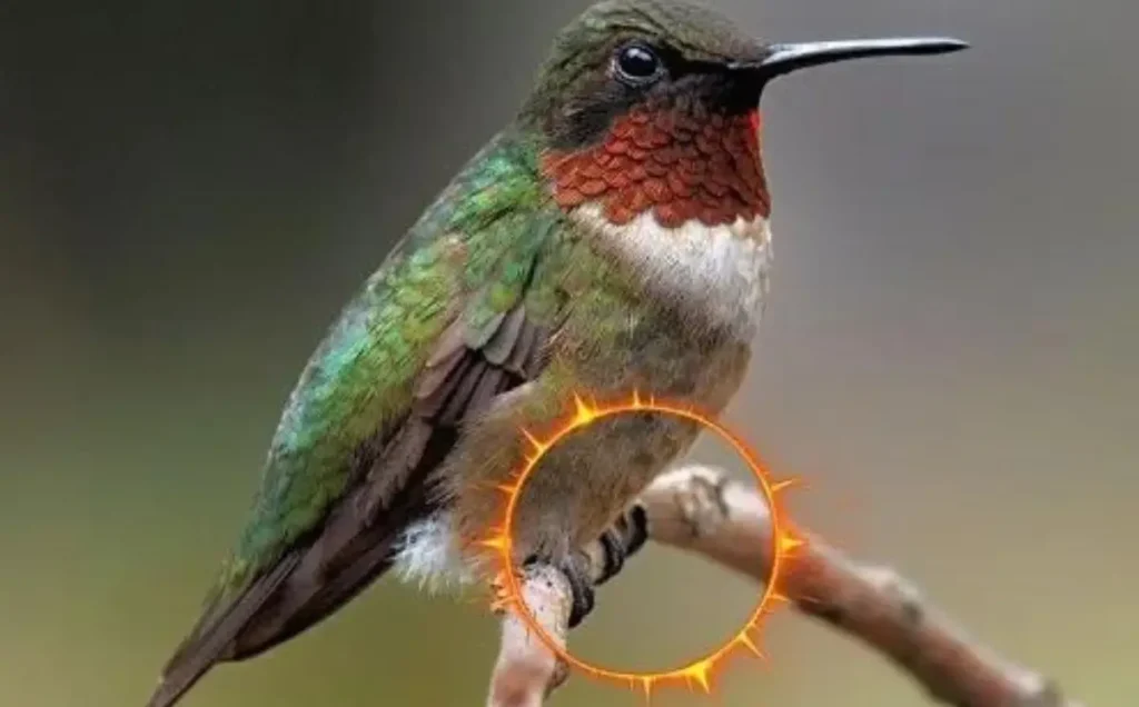 Hummingbird Feet Explained 