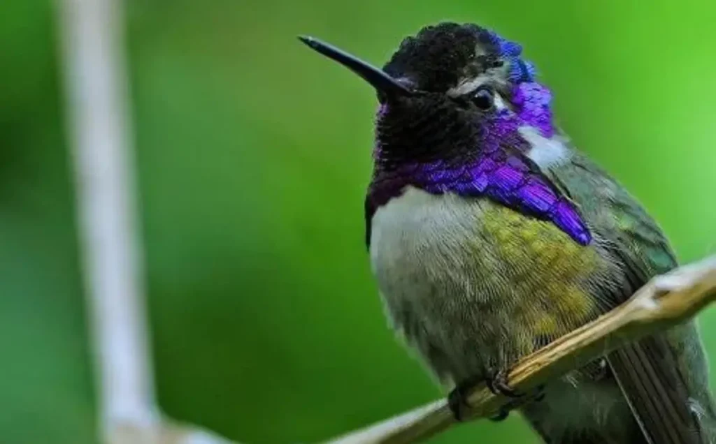 Hummingbirds and their Feet