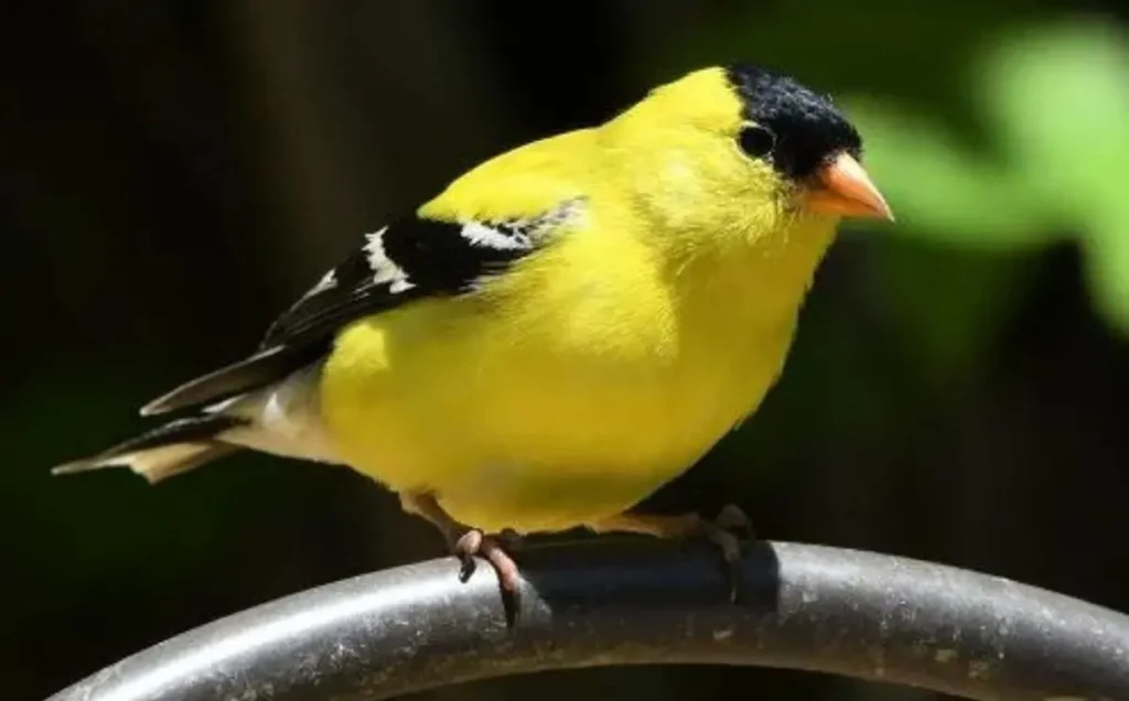 American Goldfinch
