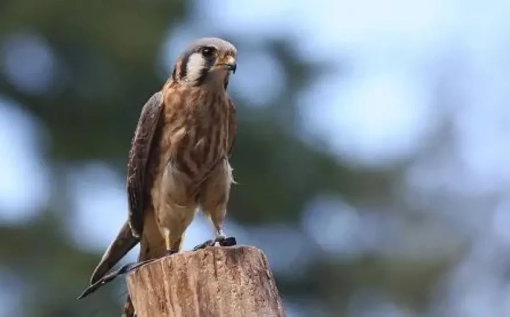 American Kestrel: A Small Raptor with a Colorful Appearance
