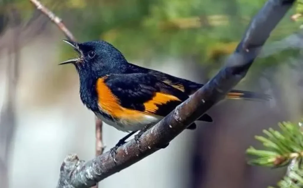 American Redstart