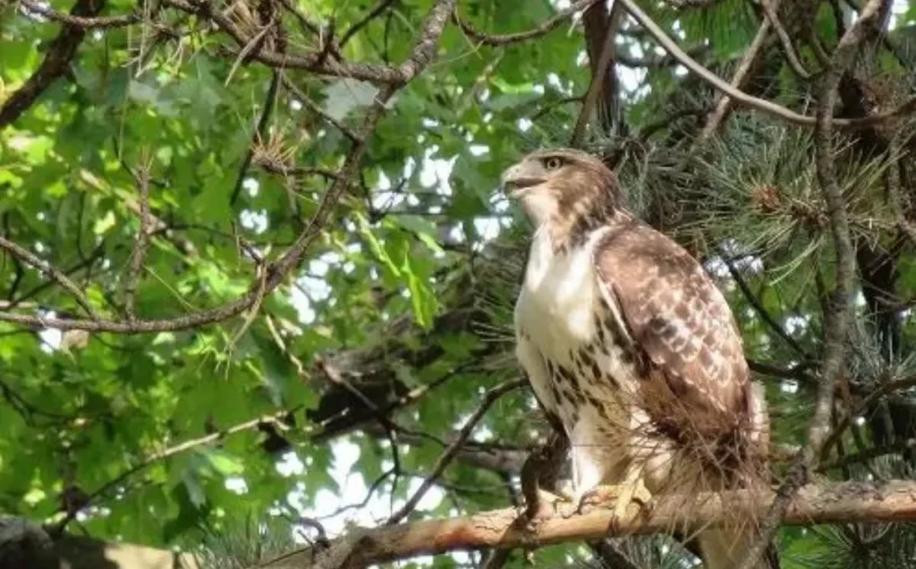 Broad-winged Hawk