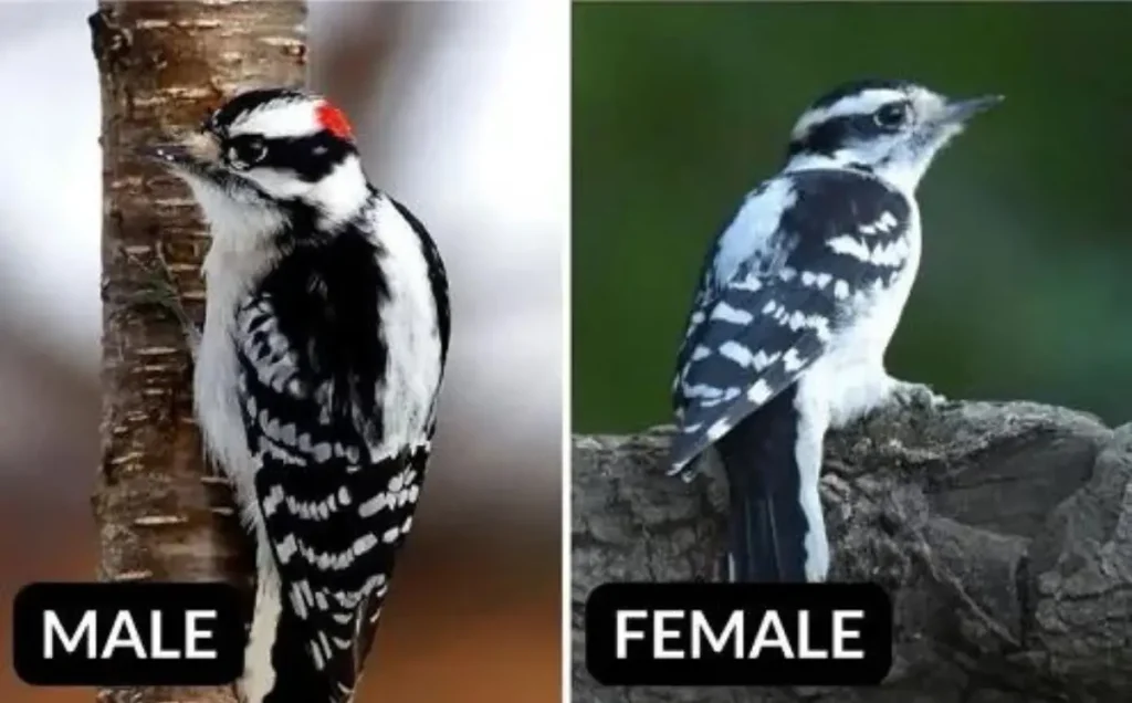 Downy Woodpecker