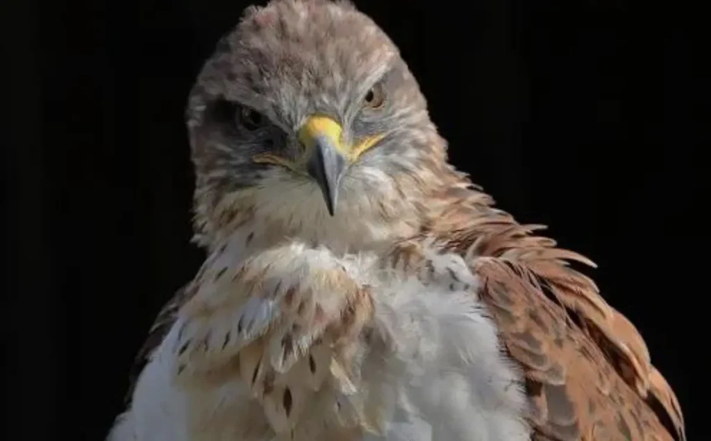 Ferruginous Hawk: A Large Raptor with Rust-Colored Feathers