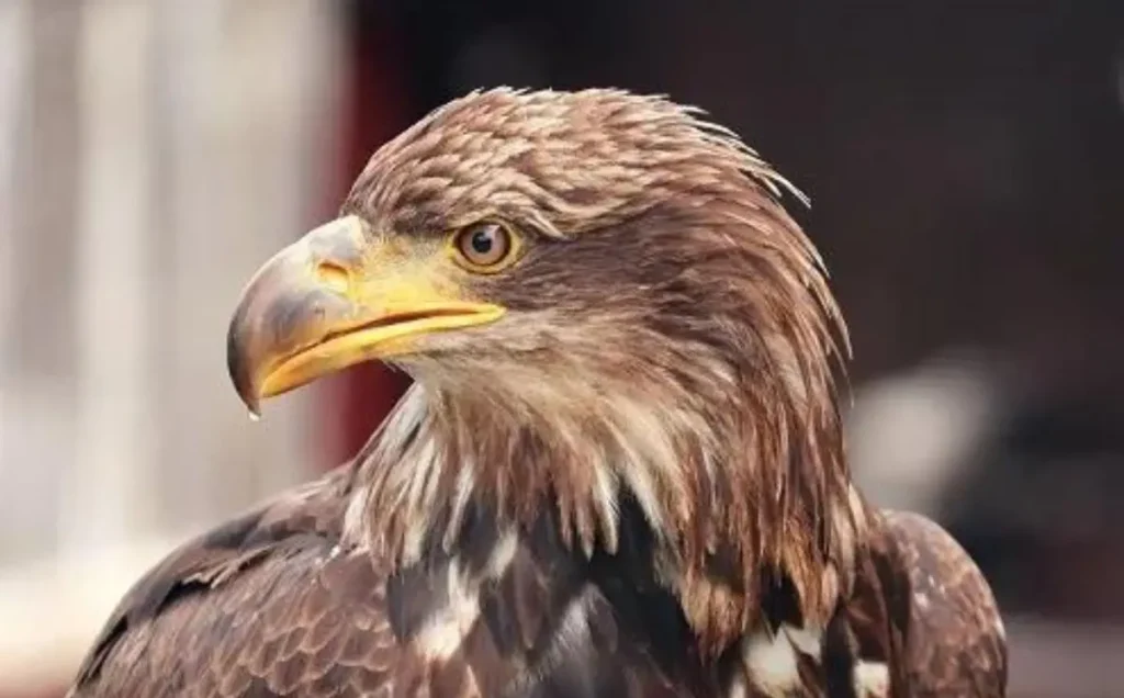 Golden Eagle: A Powerful Raptor with a Unique Presence