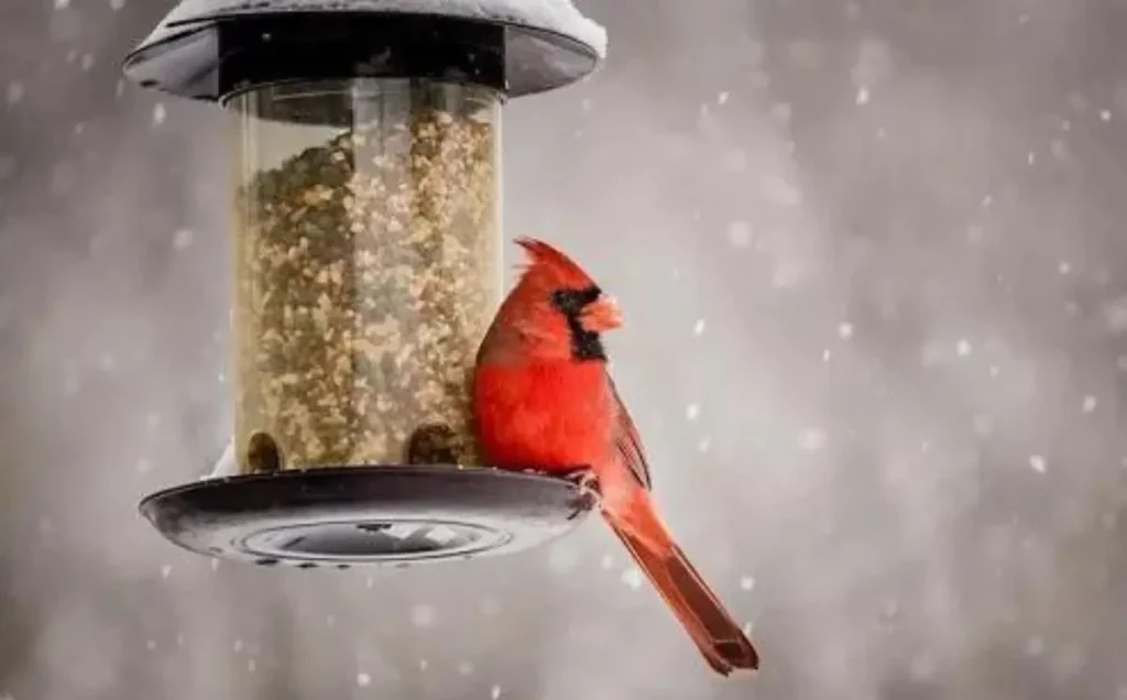 Habitat and Dietary Preferences