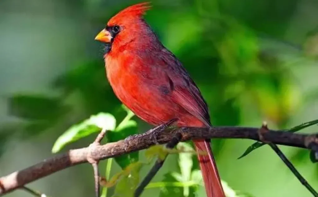 Meet the Cardinal: A Bird with Many Monikers