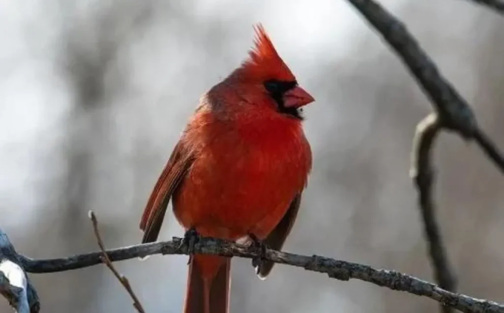 North Carolina State Bird: The Majestic Cardinal