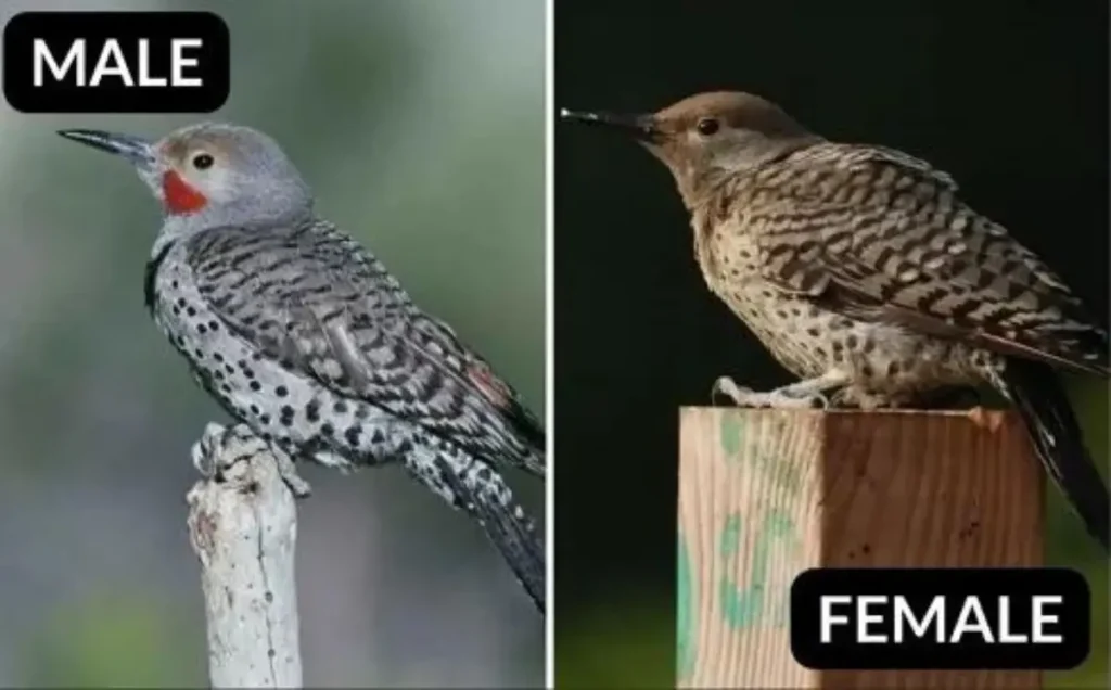 Northern Flicker