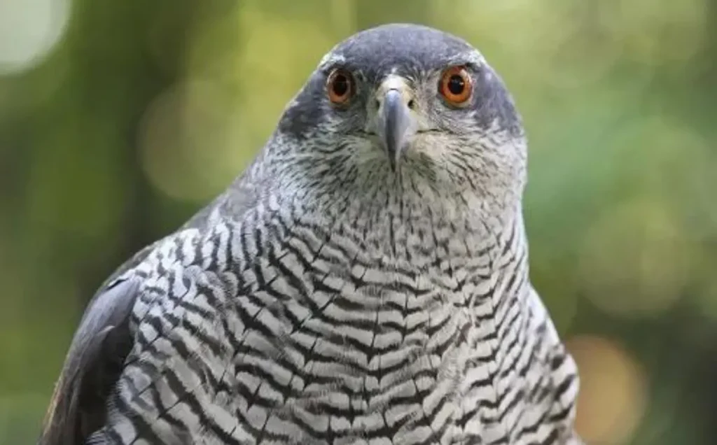Northern Goshawk: A Slender Raptor with a Distinctive Appearance
