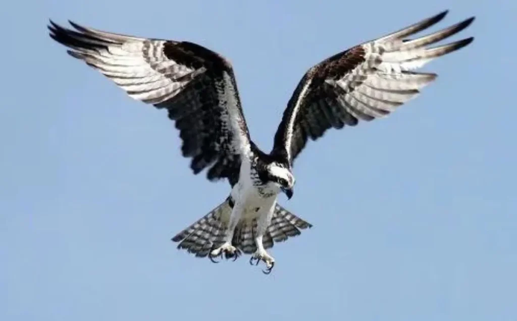 Osprey
